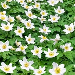 Woodland Anemone  5 plants $20